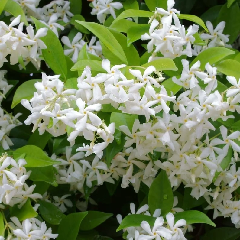 jasmine confederate flower