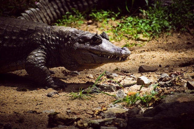 Close-up of an Alligator