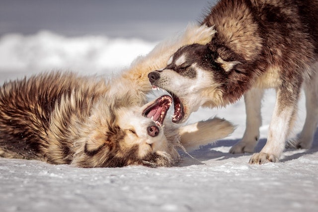 Dogs Biting Each Other