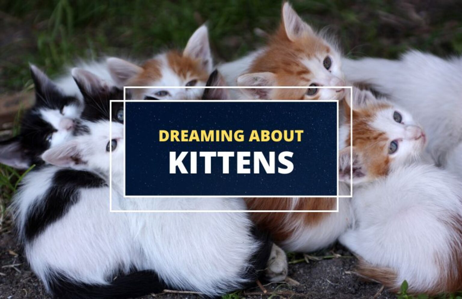 Dreaming about Kittens Meaning and Symbolism