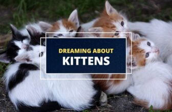 Dreaming about Kittens