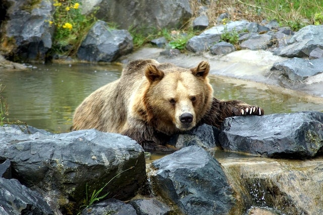 Bear near the Rocks