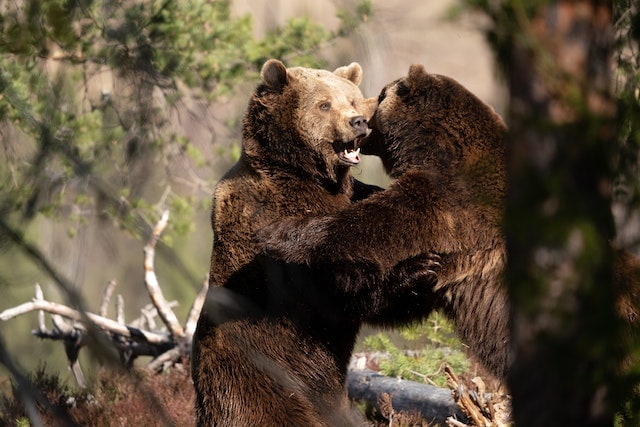Bears Fighting in a Forest