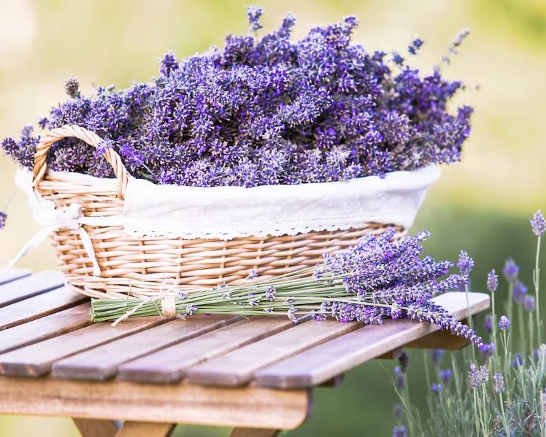 Sets of 3 Lavender Provence Plants in Quart Pots