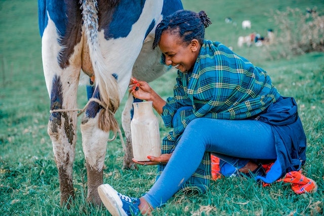 Woman Milking Cow