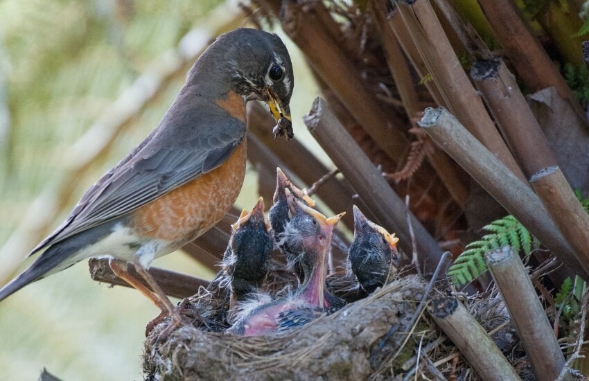a robin tending to its chicks