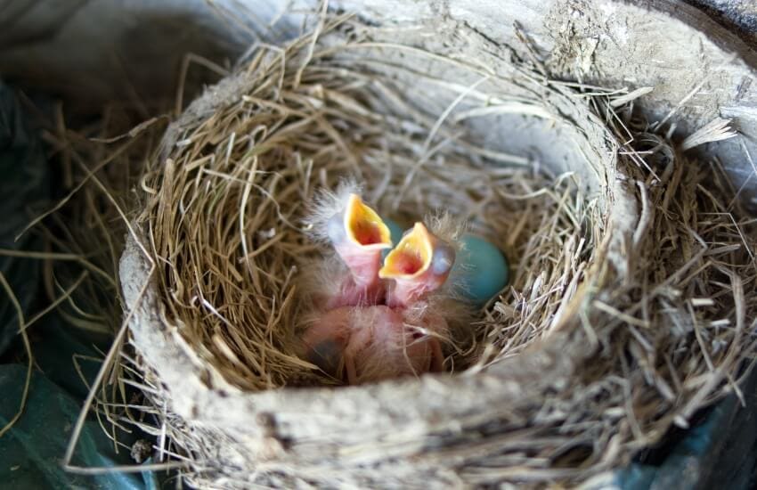 baby robins hatch in a nest
