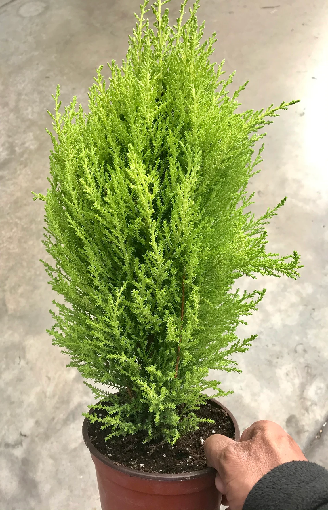cypress tree in pot held by hand