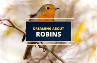 dreaming about robins meaning