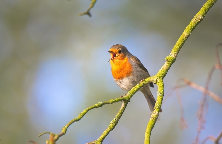 a robin singing in a tree branch
