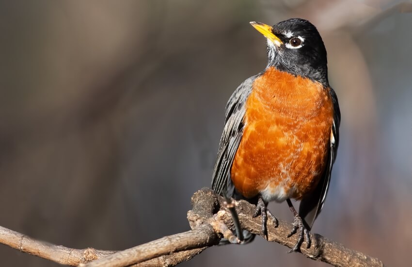 a robin on a branch