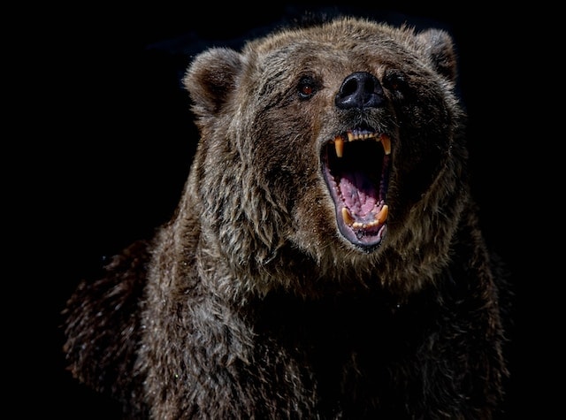 violent bear