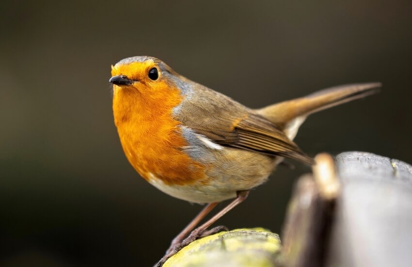 a robin bird