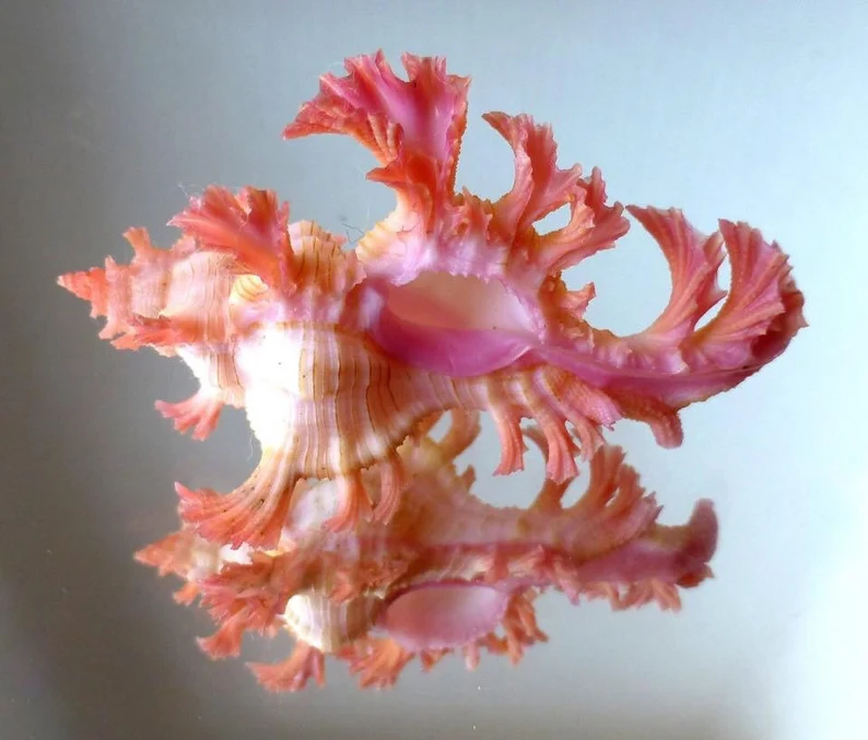 Specimen Pink Pendant Murex seashell