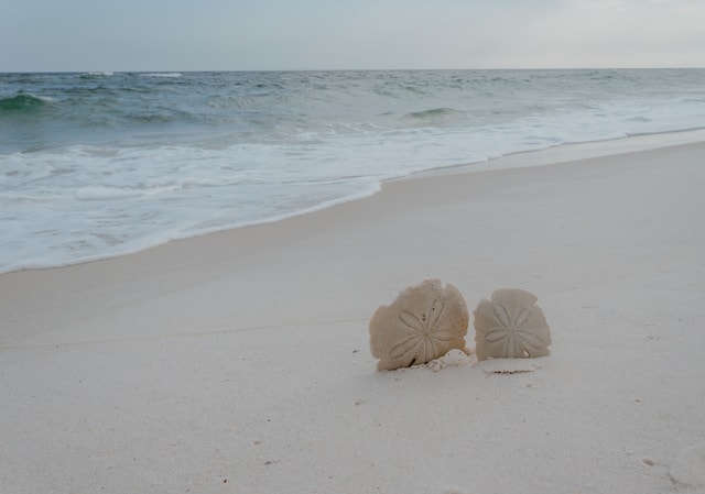Two seashells in the shore