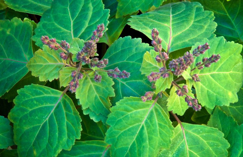 top view of patchouli plant