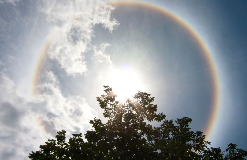 a view of sundog halo with leaves