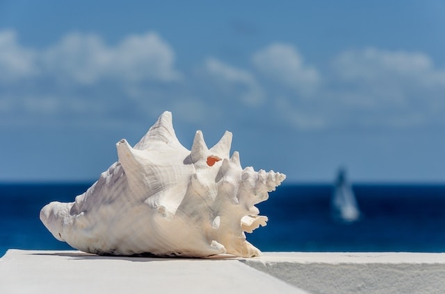 white seashell