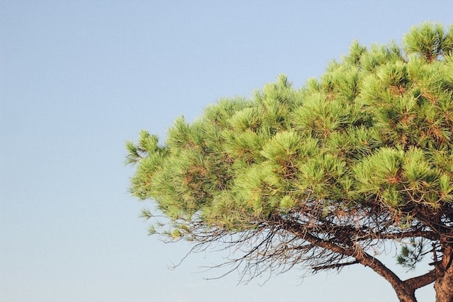 Green Aleppo pine tree on a blue sky in Greece