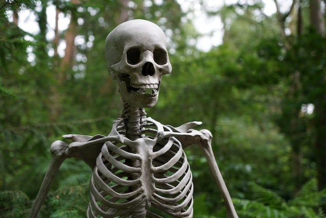 Photography of Skeleton