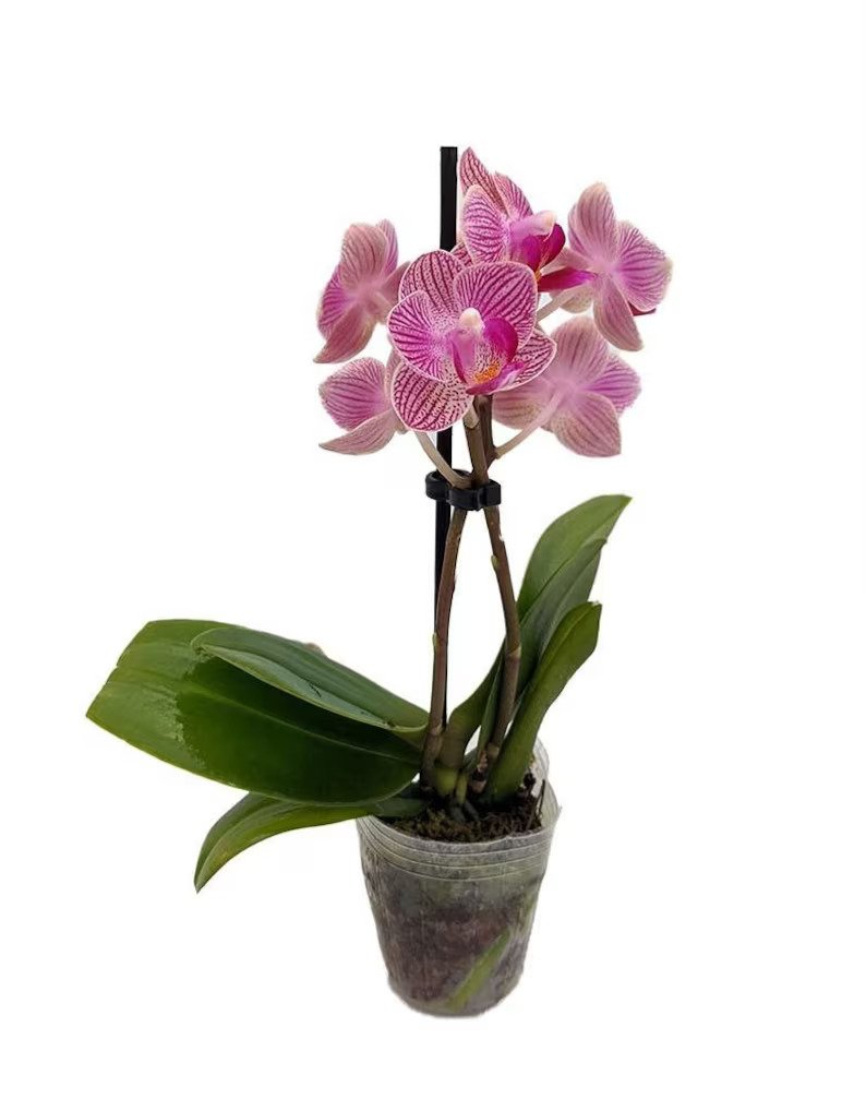 Surprise Moth Orchid Plant