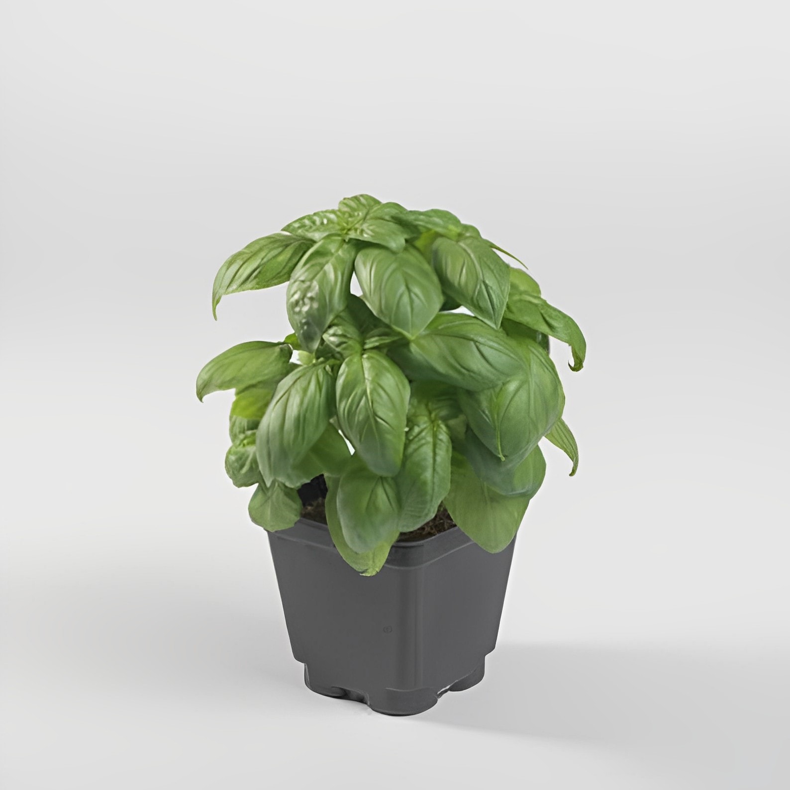 Sweet Basil (Genovese) Plants