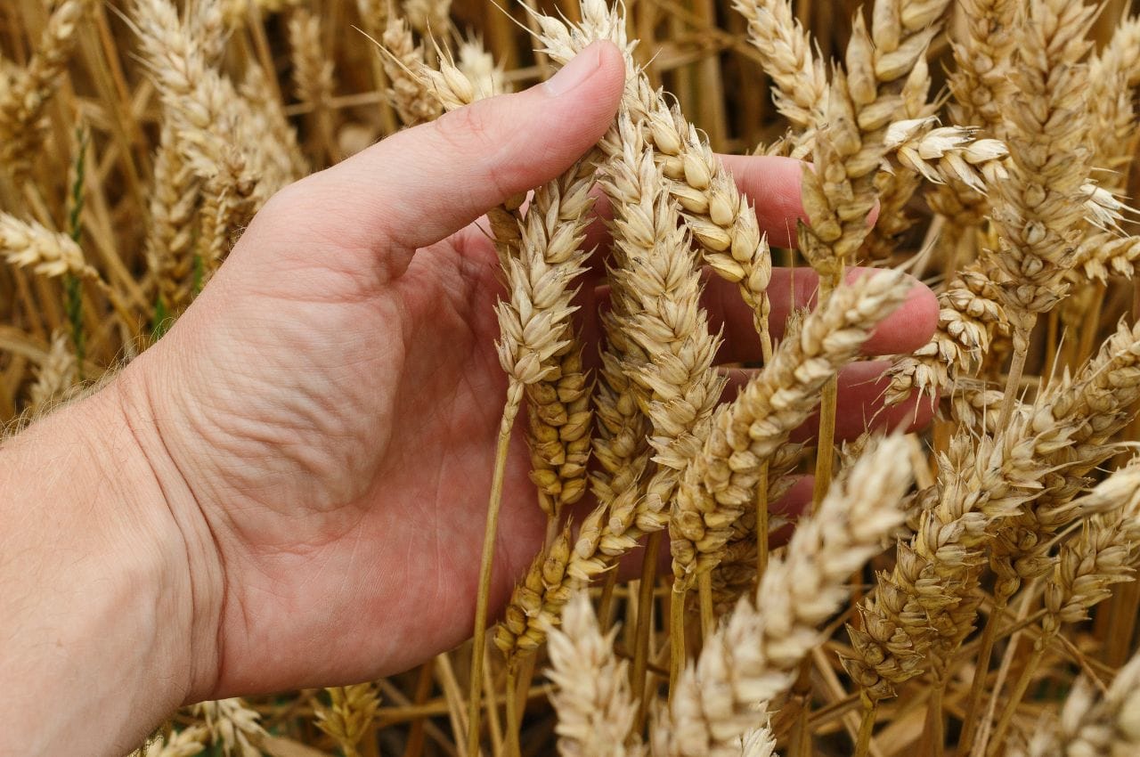 symbolism of wheat