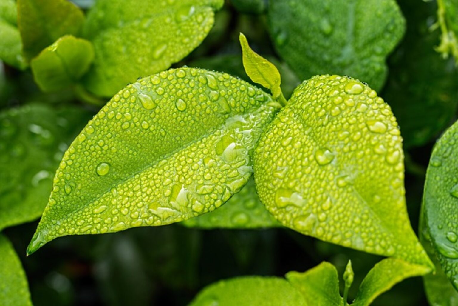 Summer Represents Powerful Symbols and Symbolism of Summer
