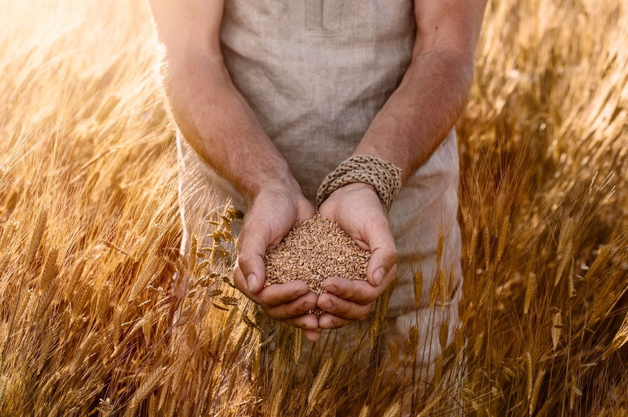 hands holding wheat einkorn grains