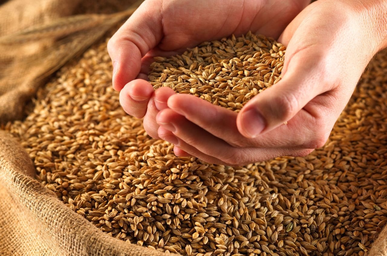 hands with wheat grains