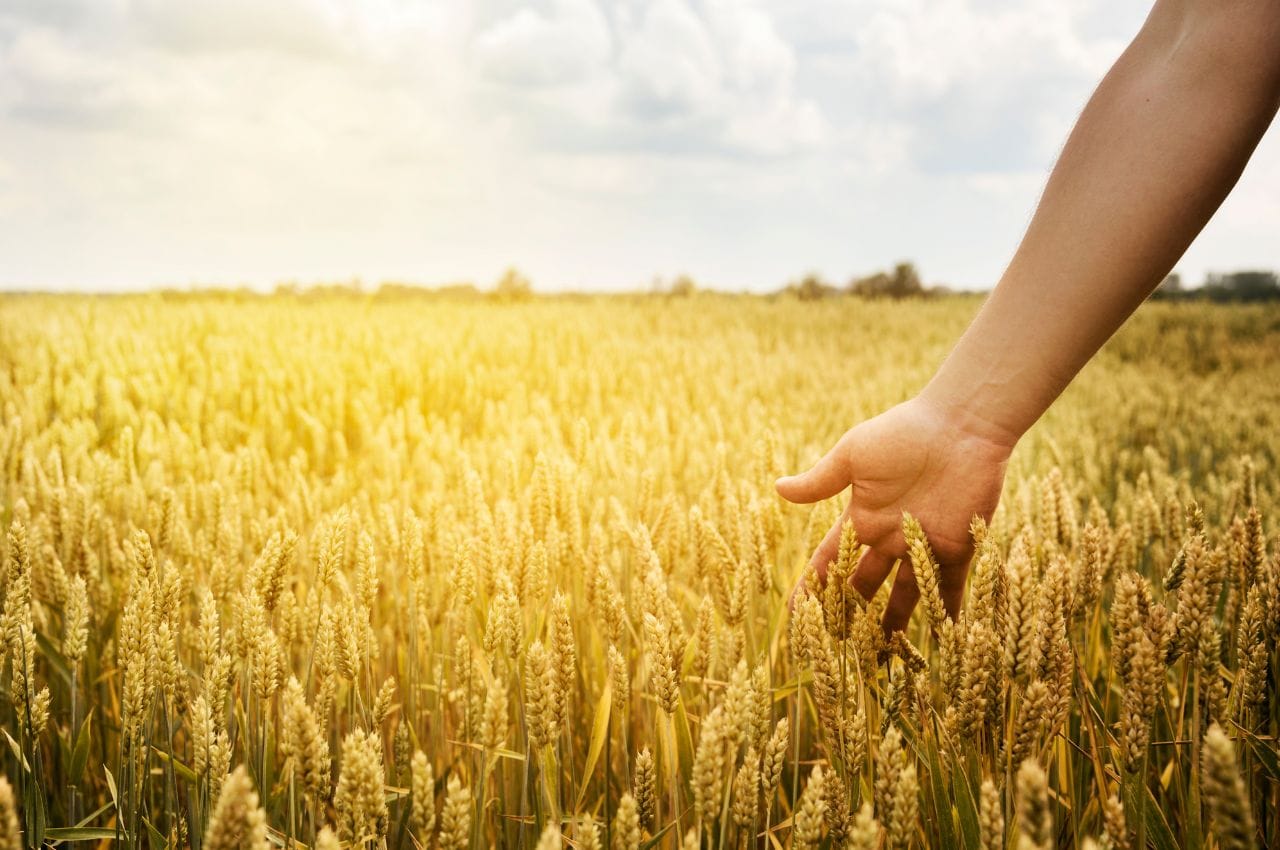 a hand touching wheat plants