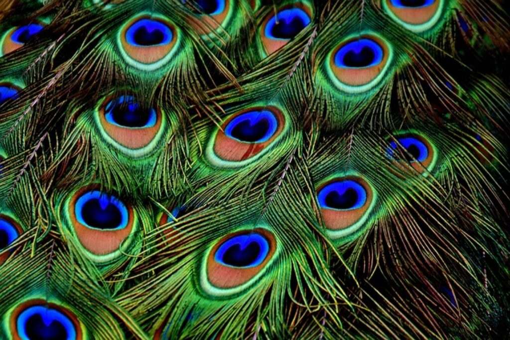 Peacock Feathers 1024x683 