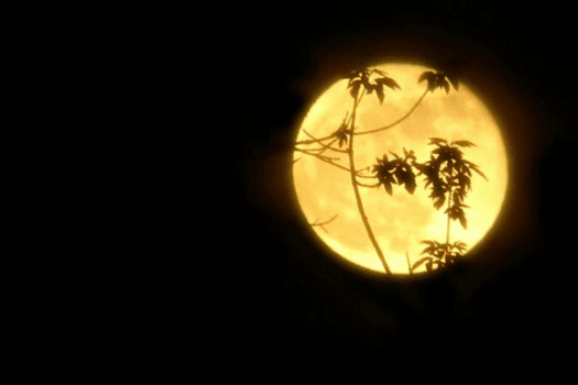 The Spiritual Meaning of October’s Hunter’s Moon - Symbol Sage