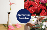 The Anthurium Flower: A Symbol of Passion and Prosperity