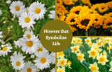 20 Flowers That Symbolize Life and Why