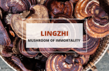 Lingzhi – Mushroom of Immortality (Chinese Mythology)