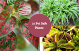 16 Pet Safe Plants