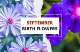 September Birth Flowers: Aster and Morning Glory