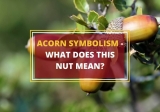Acorn Symbolism: What Does this Little Nut Mean?