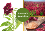 Amaranth Symbolism and Meaning