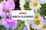 April Birth Flowers – Daisy and Sweet Pea