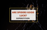 Are Spiders Good Luck?
