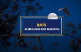 The Surprising Symbolism of Bats