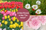20 Flowers that Symbolize Forgiveness and Say, “I’m Sorry!”