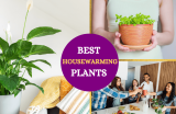 Best Plants as Housewarming Gifts (A Practical Guide)