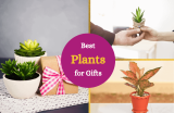 Best Plants to Give as Gifts (A List)