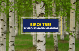 Symbolism of the Birch Tree