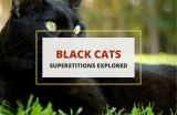 Superstitions About Black Cats – What Do They Mean?