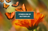 Butterfly Symbolism and Meanings