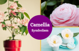 Camellias: Symbols of Eternal Love and Pure Devotion